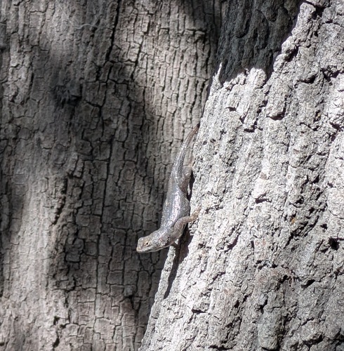 iNaturalist observation photo of Western Fence Lizard