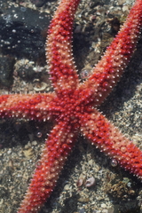 Orthasterias koehleri