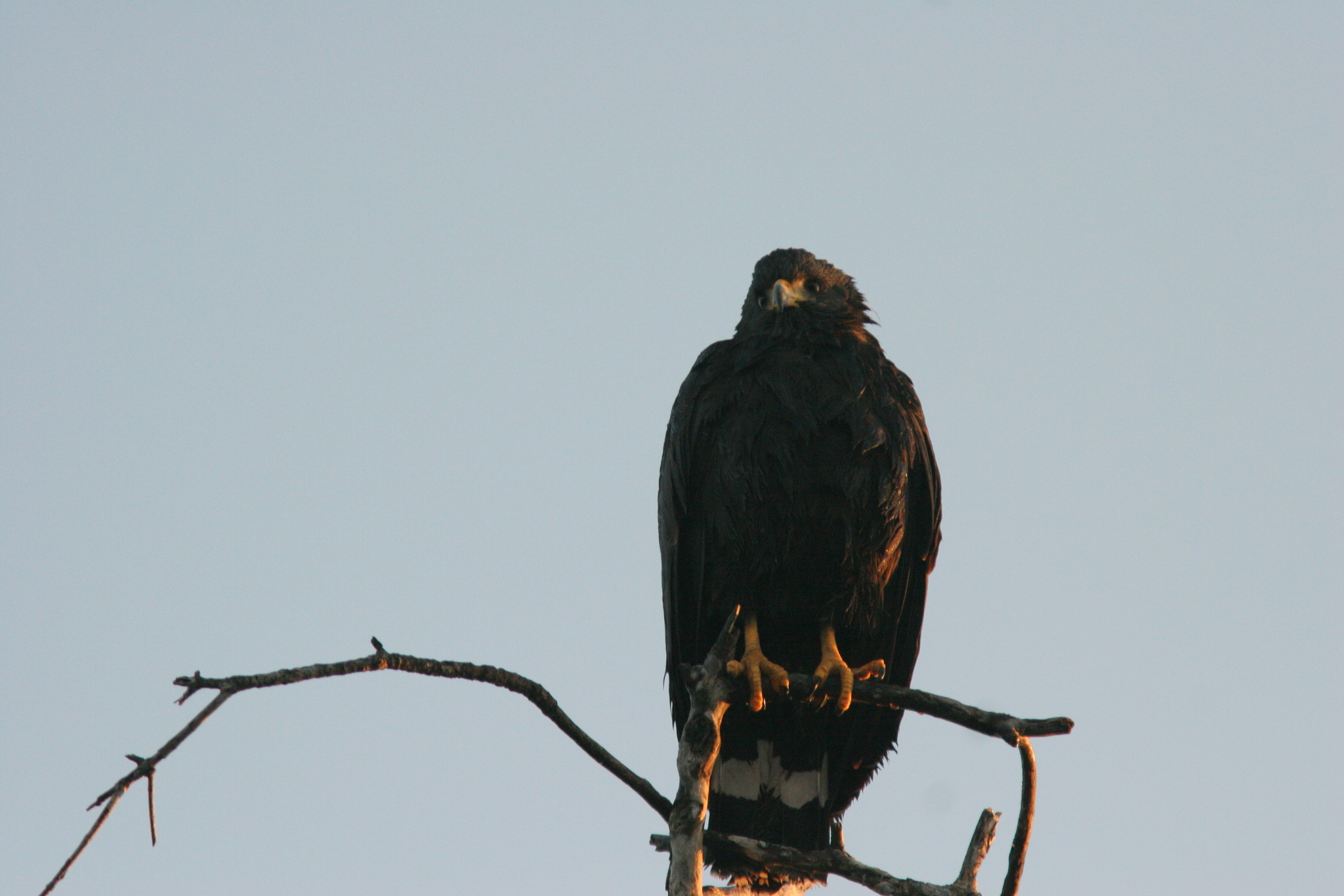 Águila Solitaria (Harpyhaliaetus solitarius) · NaturaLista Mexico