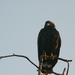 Águila Solitaria - Photo (c) Emily Hoyer, algunos derechos reservados (CC BY-NC-ND)