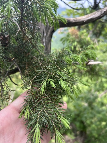 Juniperus rigida, photograph 3