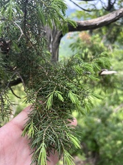 Juniperus rigida, photograph author not stated, no rights reserved