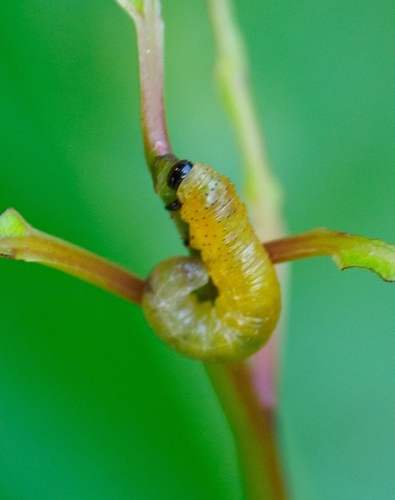 Moricella rufonota