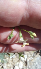 Gilia stellata