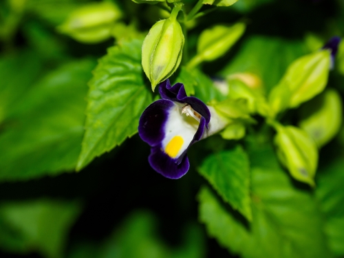 wishbone flower