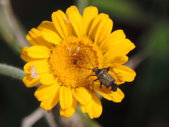 Closterotomus cinctipes