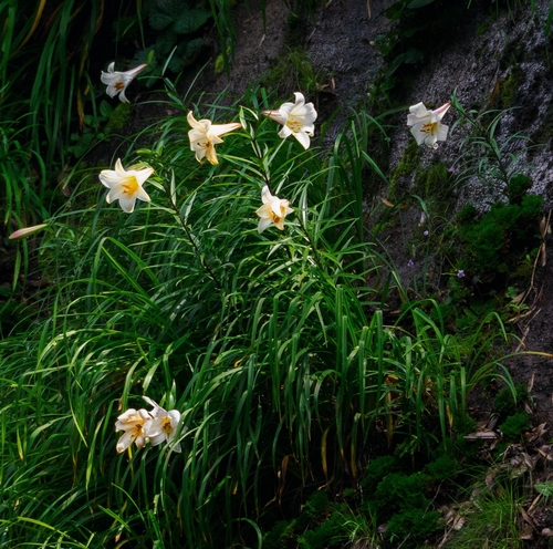 Chinese lily