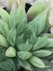 Haworthia cymbiformis