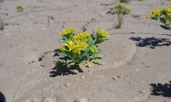 Lepidium flavum felipense