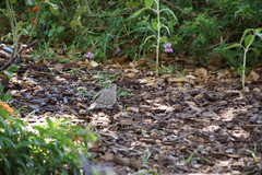 Columbina inca