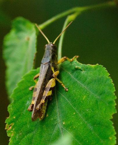 Xenocatantops brachycerus