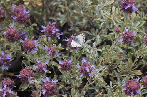 Northern White-Skipper photo 4
