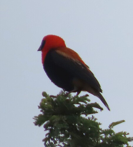 Black-winged Red Bishop (Euplectes hordeaceus), photo 3