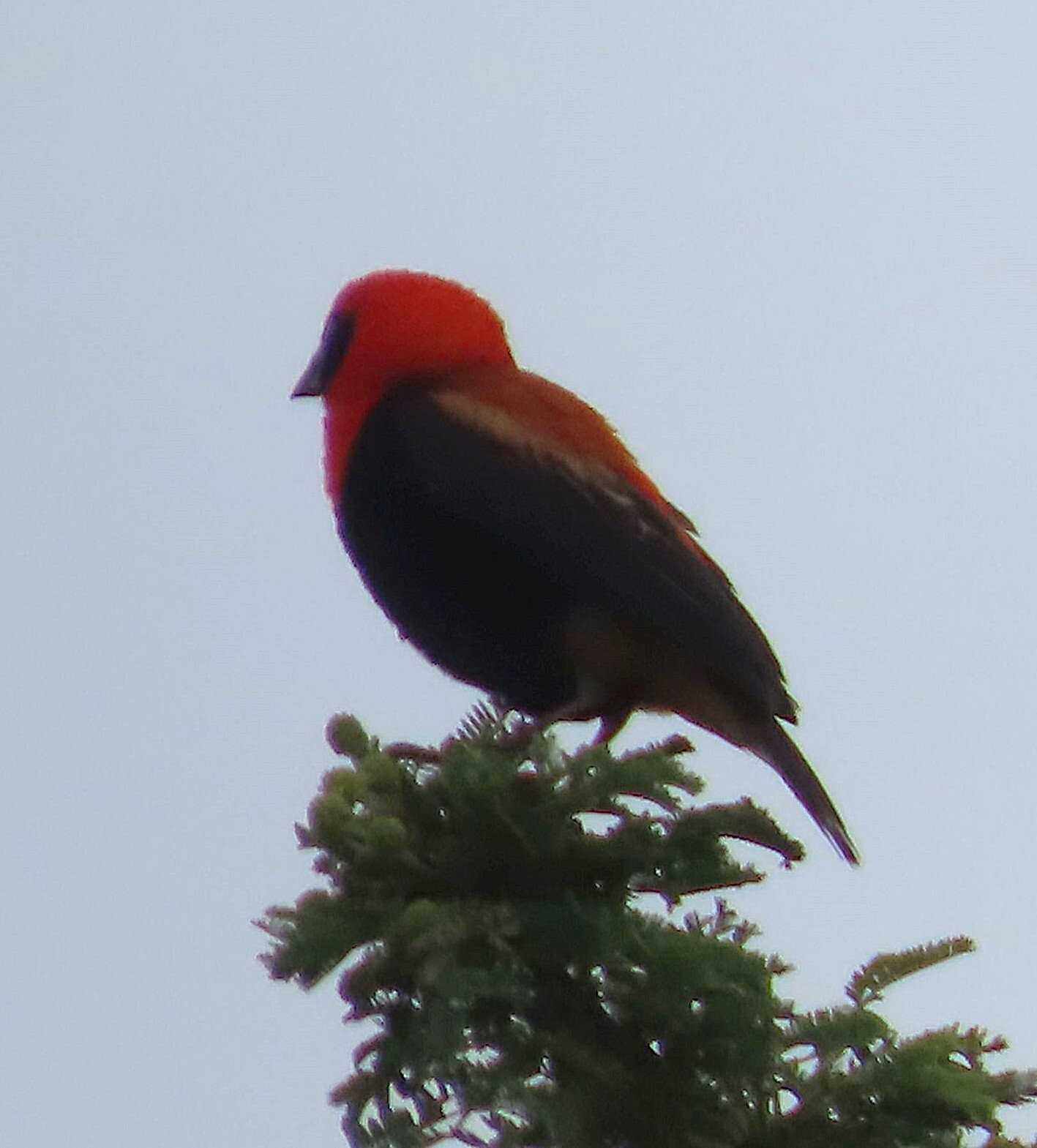 Black-winged Red Bishop (Euplectes hordeaceus), photo 3