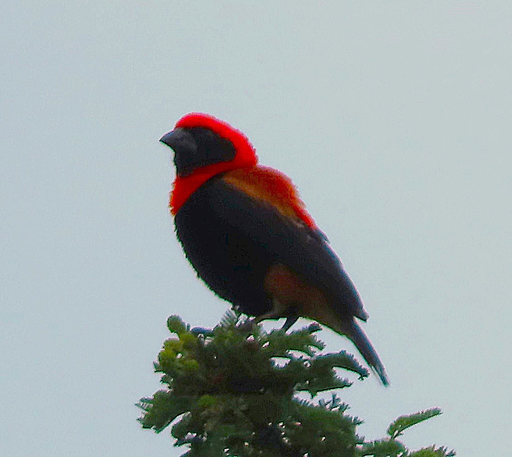 Black-winged Red Bishop (Euplectes hordeaceus), photo 2