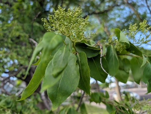 Syringa reticulata