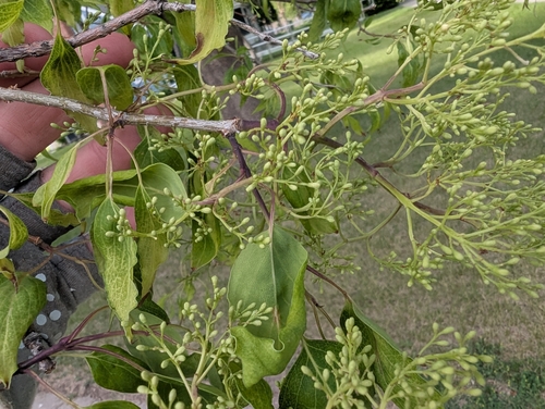 Syringa reticulata