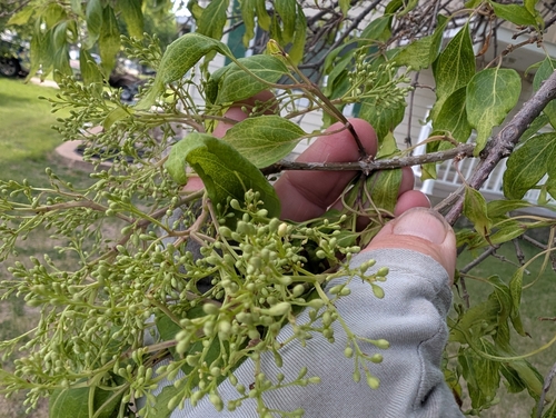 Syringa reticulata