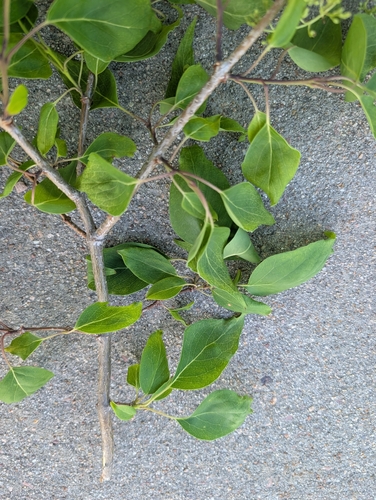 Syringa reticulata