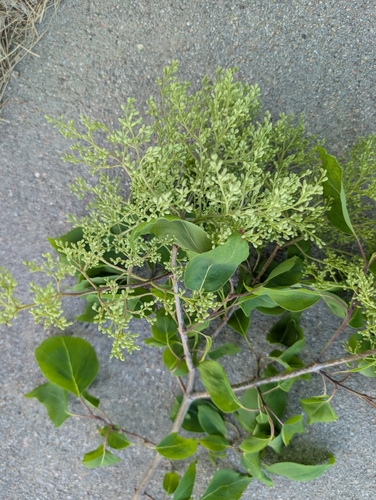 Syringa reticulata