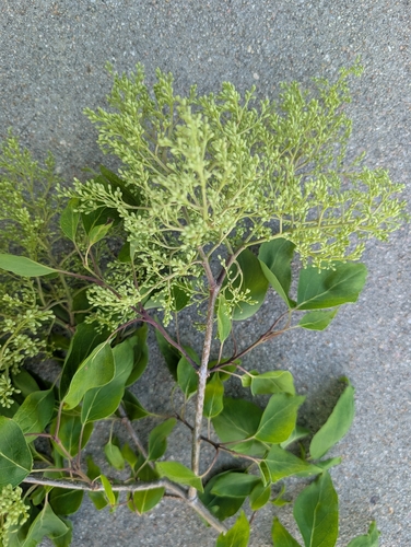 Syringa reticulata