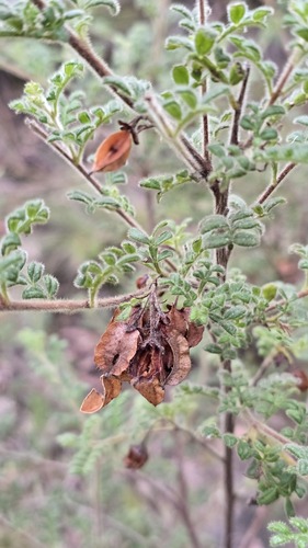Dodonaea pinnata (Dodonaea pinnata)