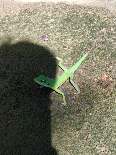 Green Crested Lizard