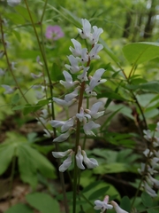 Vicia caroliniana