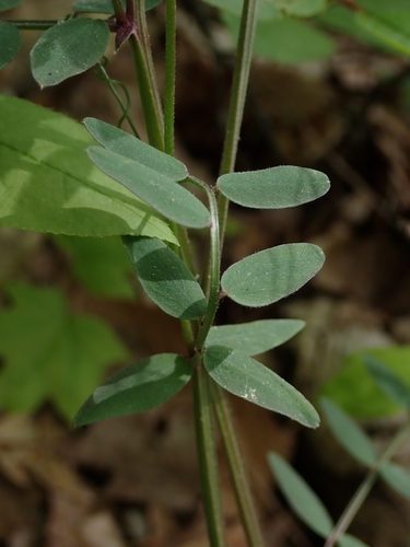 Vicia caroliniana, photograph 2