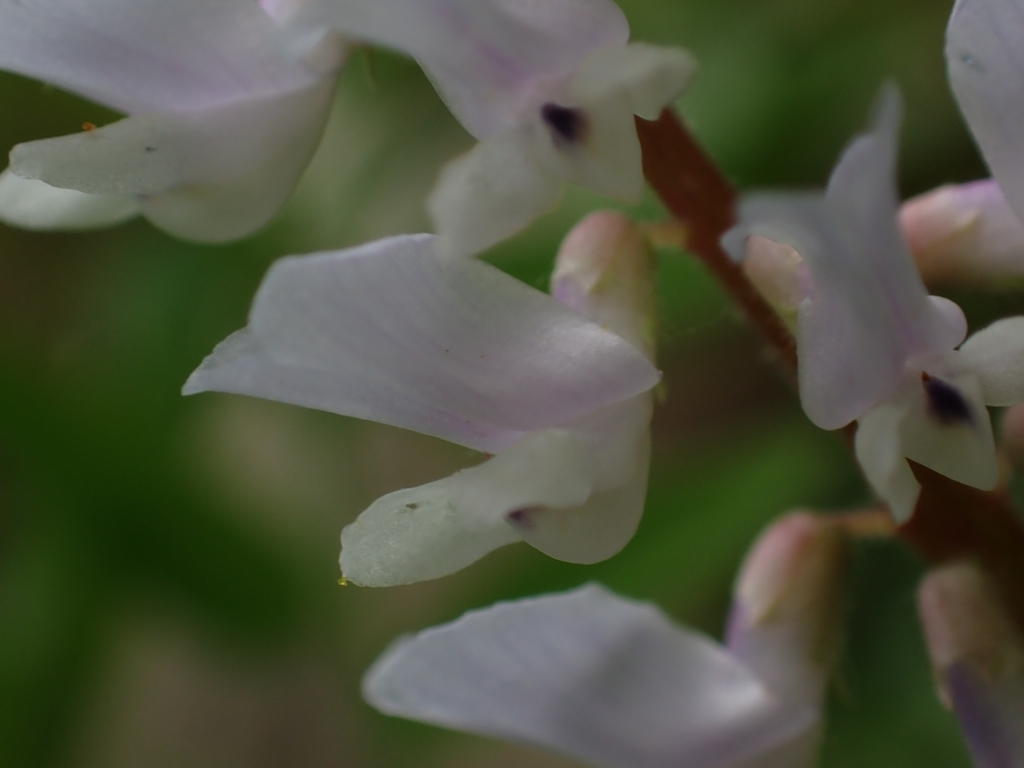 Vicia caroliniana; photograph author not stated, no rights reserved