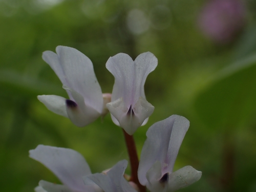 Vicia caroliniana, photograph 3