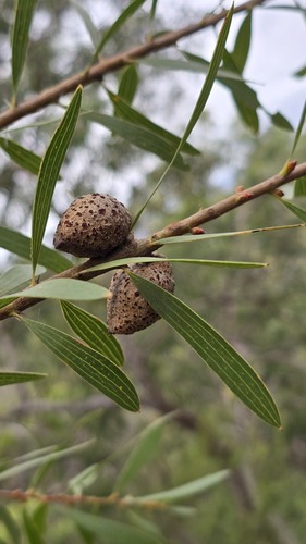 Hakea dactyloides, photograph 4