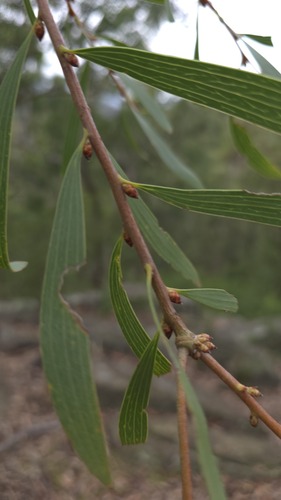 Hakea dactyloides, photograph 5