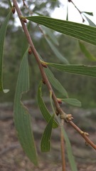 Hakea dactyloides, photograph (c) Petra Holland, some rights reserved (CC BY)