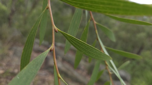 Hakea dactyloides, photograph 6