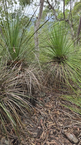 Xanthorrhoea arborea, photograph 6