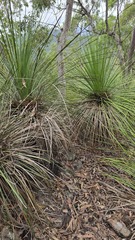 Xanthorrhoea arborea, photograph (c) Petra Holland, some rights reserved (CC BY)