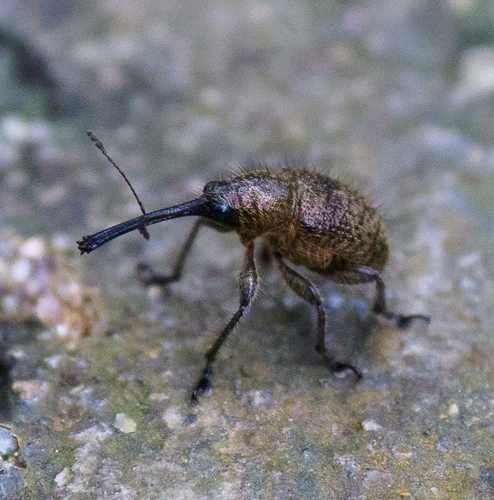 Cyllorhynchites ursulus