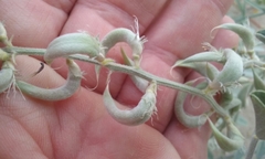 Astragalus lentiginosus borreganus