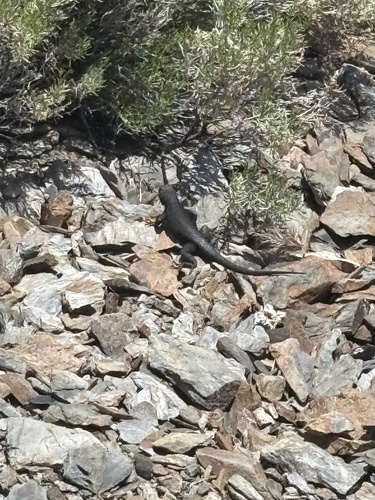 iNaturalist observation photo of Great Basin Fence Lizard