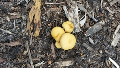 Gymnopilus crociphyllus