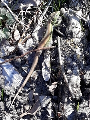 Lacerta agilis