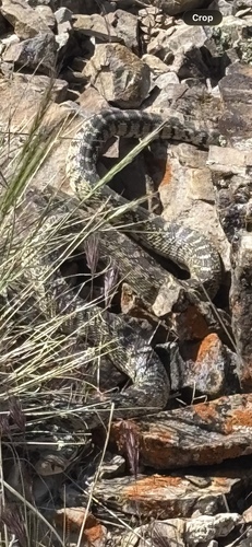 iNaturalist observation photo of Great Basin Gopher Snake