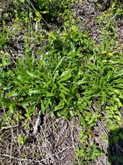Helianthus longifolius