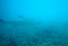 Tarpon
