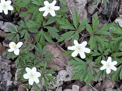 Anemonoides nemorosa