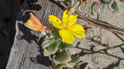 iNaturalist observation photo of beach suncup