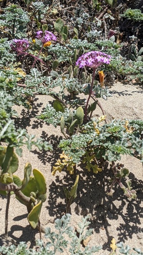 iNaturalist observation photo of Pink Sand Verbena