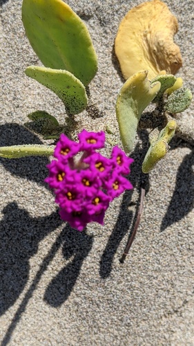 iNaturalist observation photo of red sand-verbena