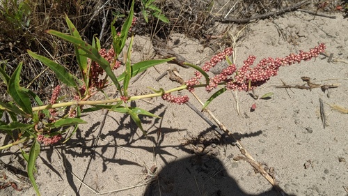 iNaturalist observation photo of willow dock